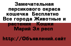 Замечательная персикового окраса кошечка. Бесплатно - Все города Животные и растения » Кошки   . Марий Эл респ.